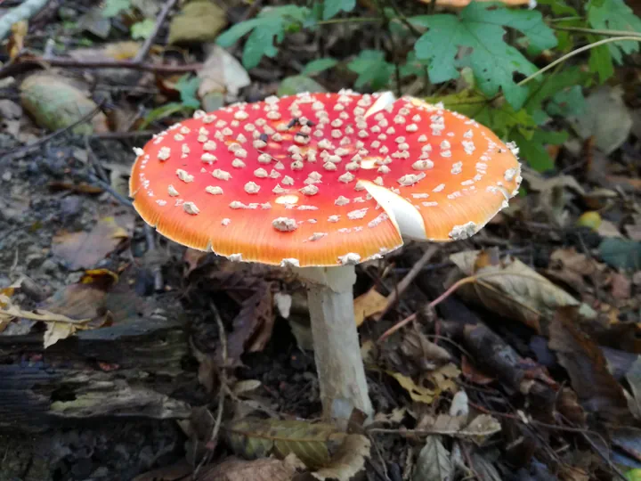 Mushrooms Kennedy woood Kortrijk (Belgium)